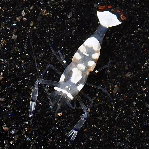 White Spot Anemone Shrimp - Periclimenes brevicarpalis