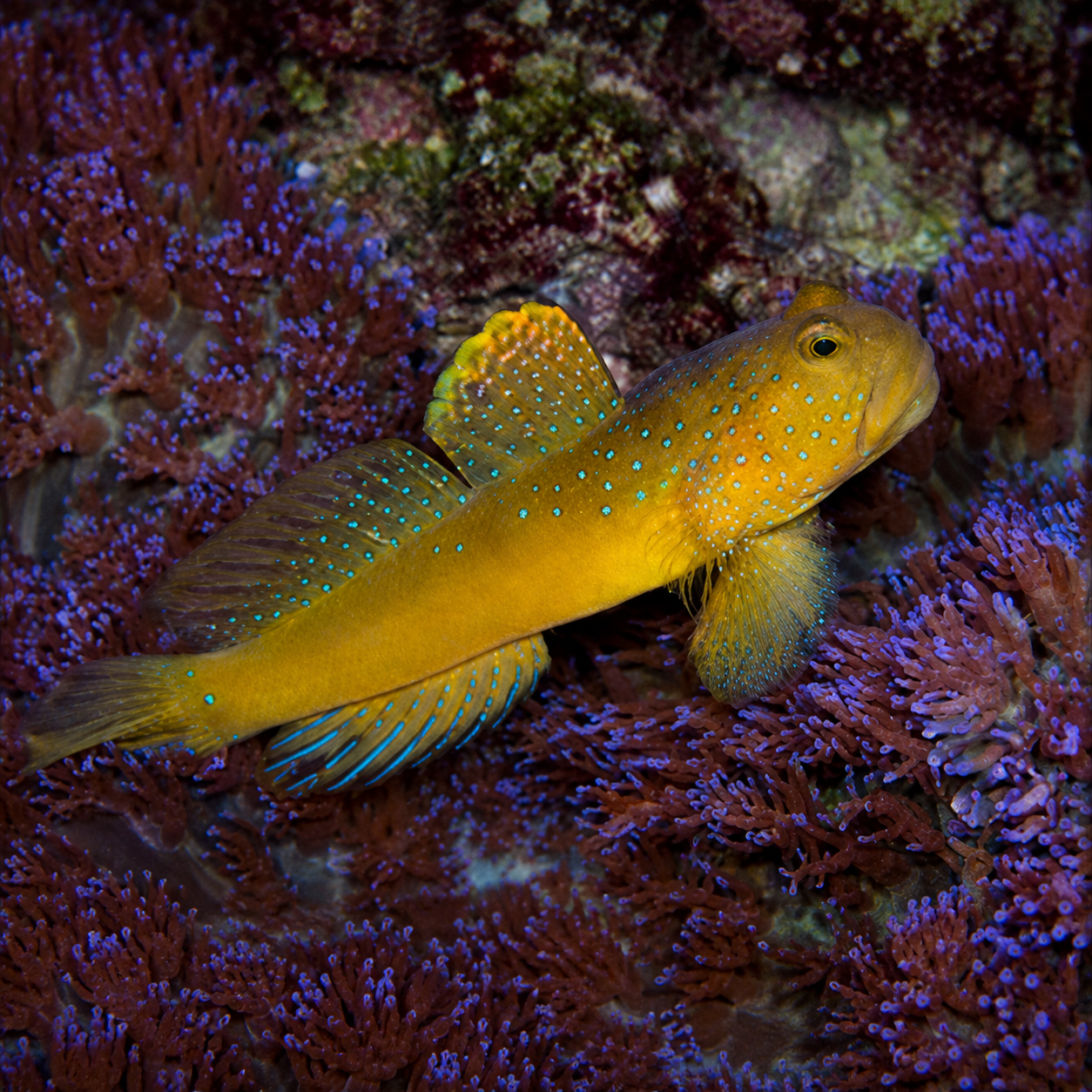 Yellow Watchman Goby - Cryptocentrus cinctus