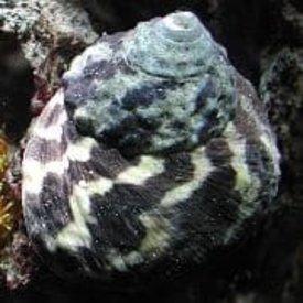 Zebra Turbo Snail - Turbo sp.