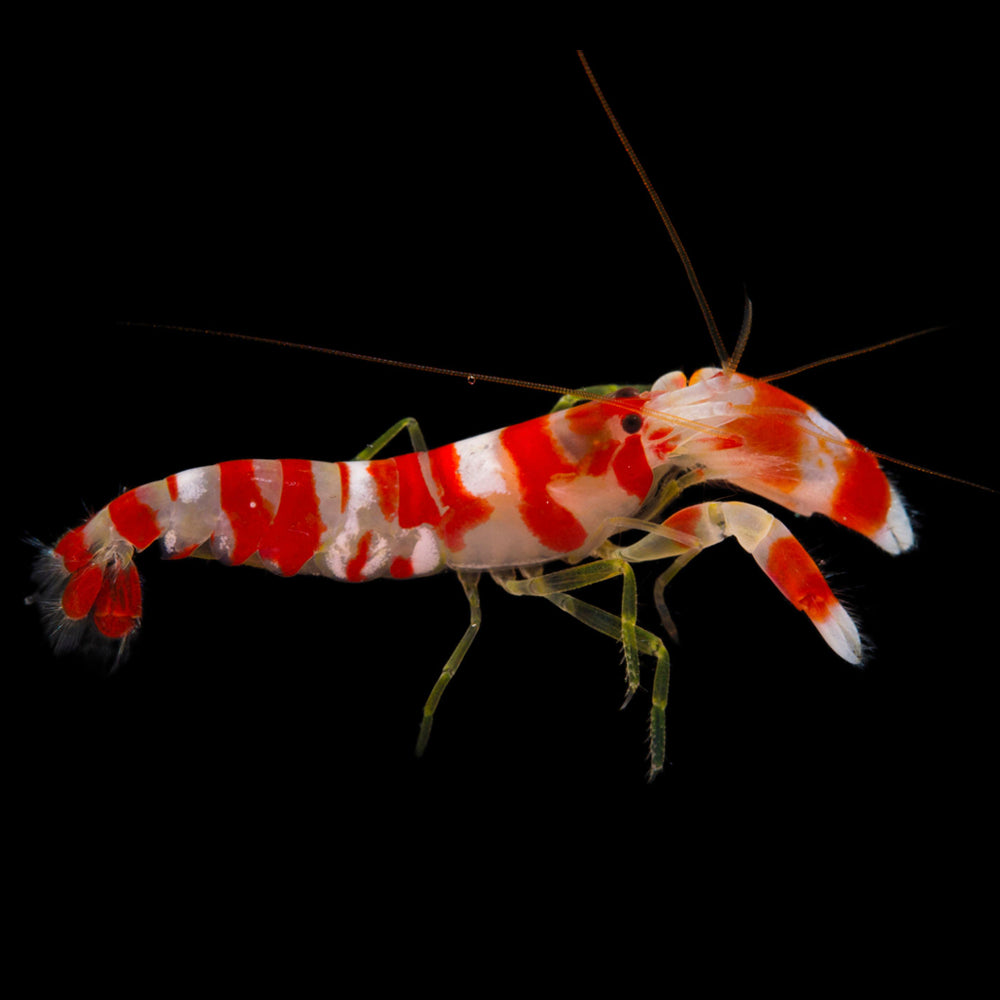 Candy Stripe Pistol Shrimp - Alpheus randalli