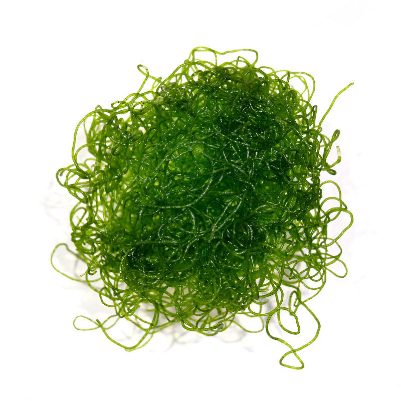 Chaetomorpha Macroalgae portion