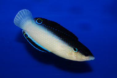 Black-backed Wrasse - Anampses neoguinaicus