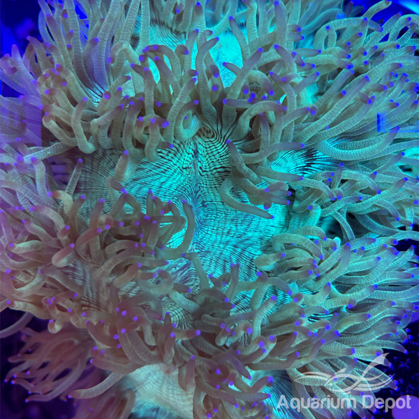 Elegance Coral WYSIWYG 2 (Catalaphyllia jardinei)