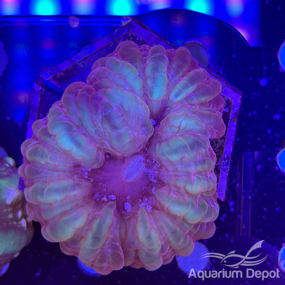 Ultra Cynarina Coral WYSYWIG 3