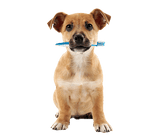 Oven Baked Tradition All Natural Crunchy Dental Treats For Dogs - 10oz - The Pet Source