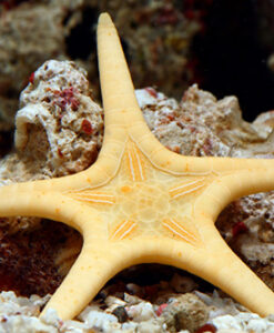 Double Sea Star - Iconaster longimanus