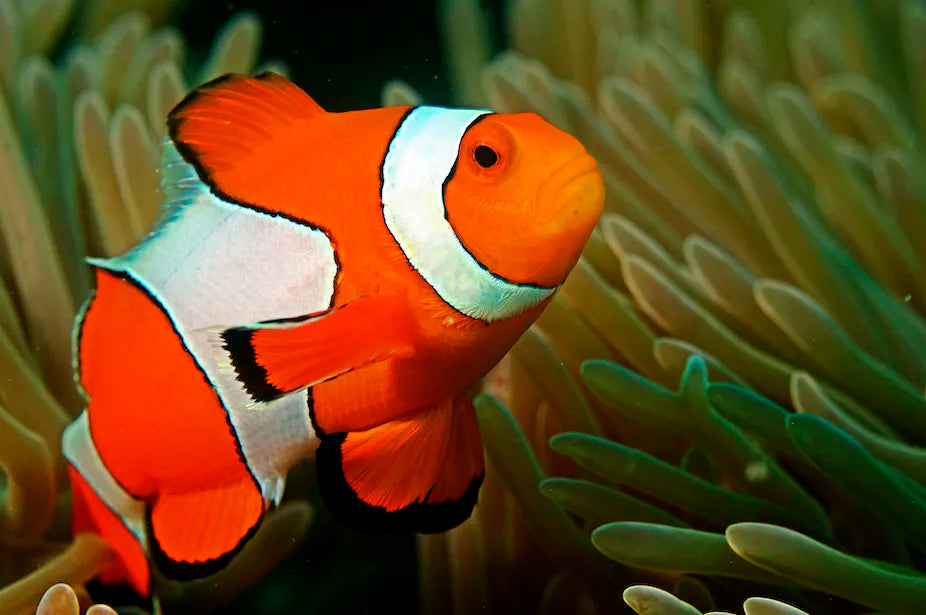 Ocellaris Clownfish - Wild Caught