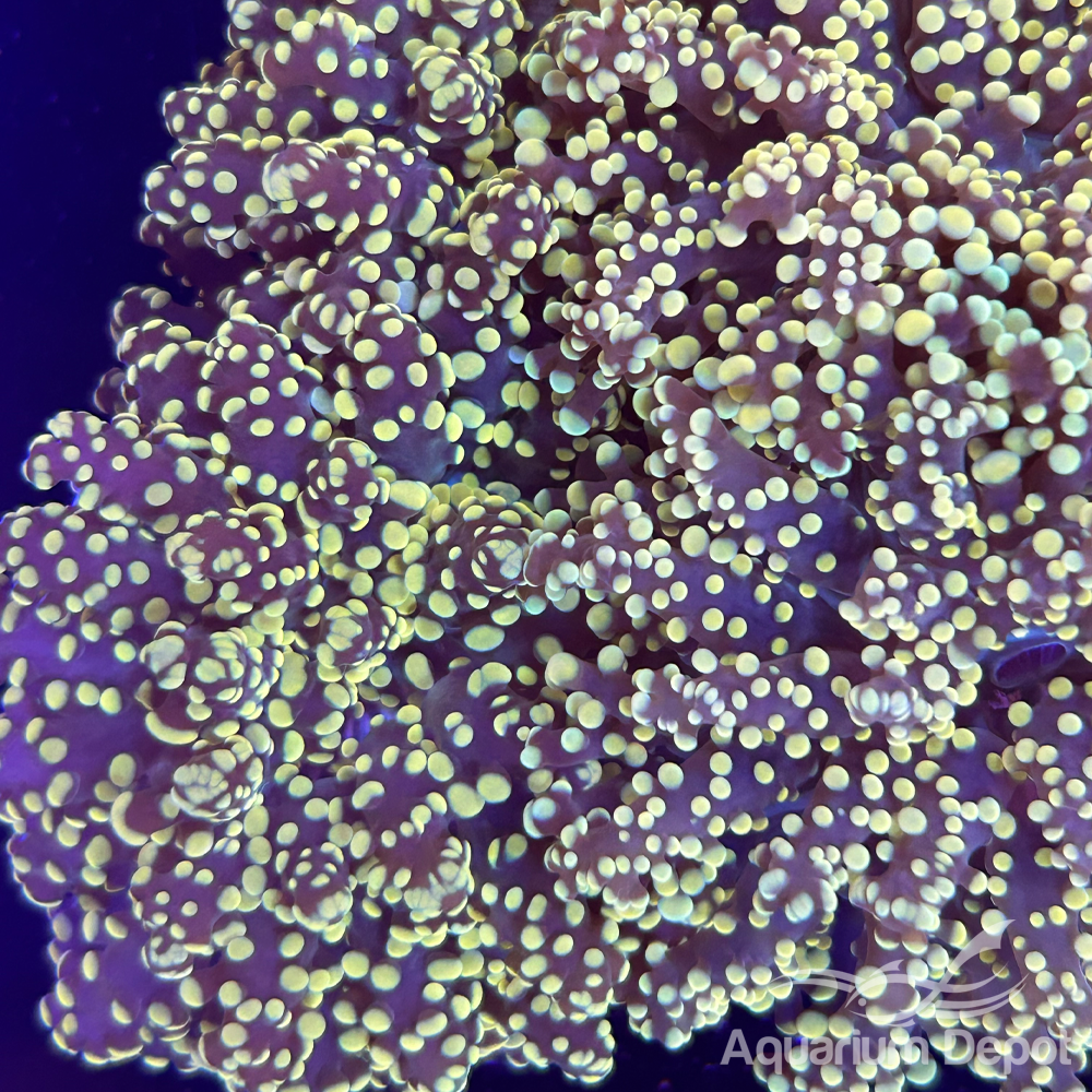 Gold Frogspawn Frag (Euphyllia divisa)