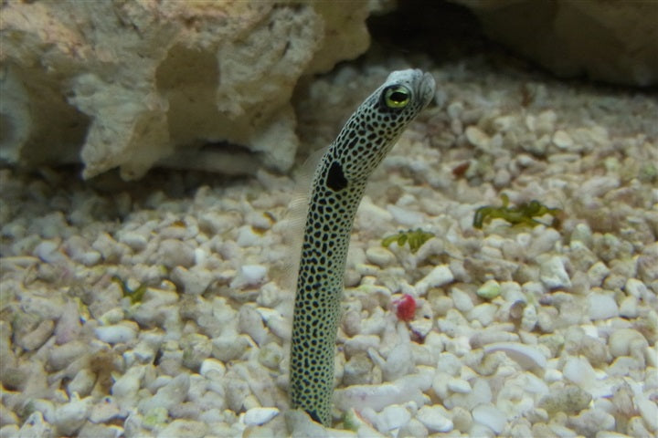 Spotted garden eel - Heteroconger hassi