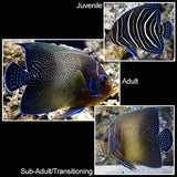 Koran Angelfish - Pomacanthus semicirculatus