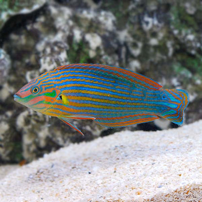 Melanurus Wrasse - Halichoeres melanurus