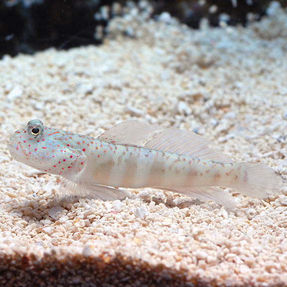 Pink Spotted Watchman Goby - Cryptocentrus leptocephalus