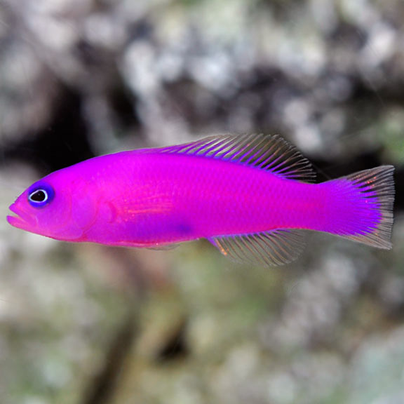 Purple Dottyback - Pseudochromis porphyreus