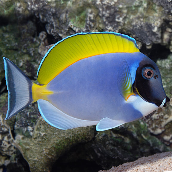 Powder Blue Tang - Acanthurus leucosternon