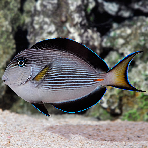 Sohal Tang - Acanthurus sohal