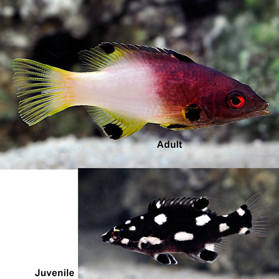 Axilspot Hogfish - Bodianus axillaris