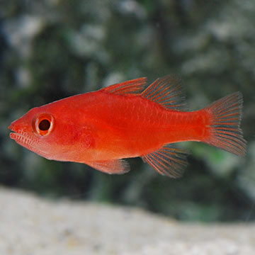 Red Cardinalfish - Fowleria flammea