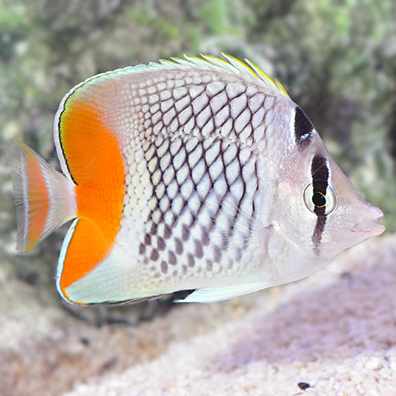 Pearlscale Butterflyfish - Chaetodon xanthurus