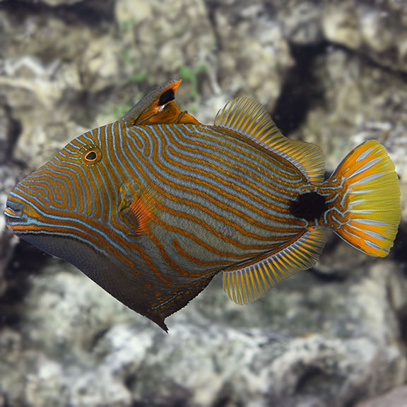 Undulate Triggerfish - Balistapus undulatus