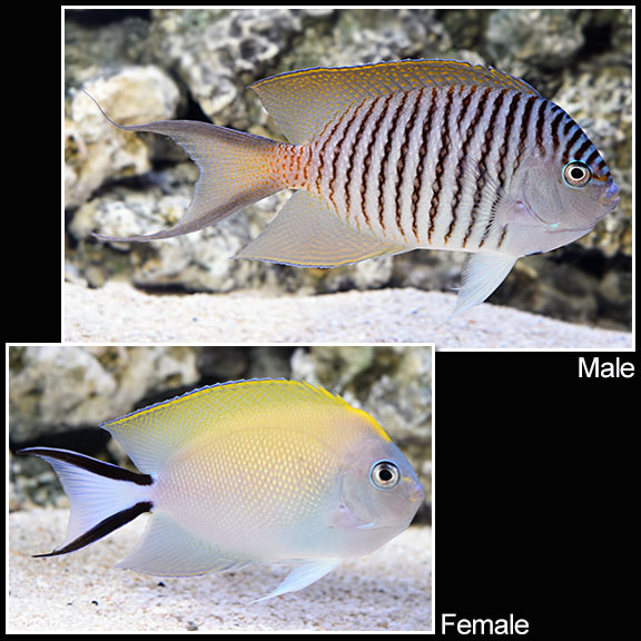 Spotbreast Angelfish - Genicanthus melanospilos