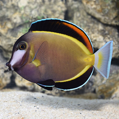 Image showcasing Tangs Saltwater Fish Canada | Aquarium Depot Toronto