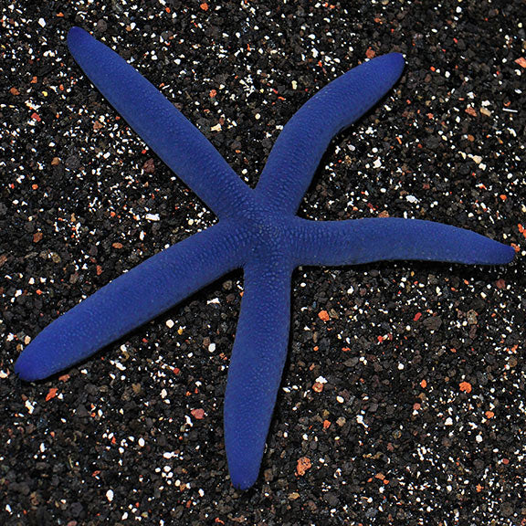 Linckia Sea Star, Blue - Linckia laevigata