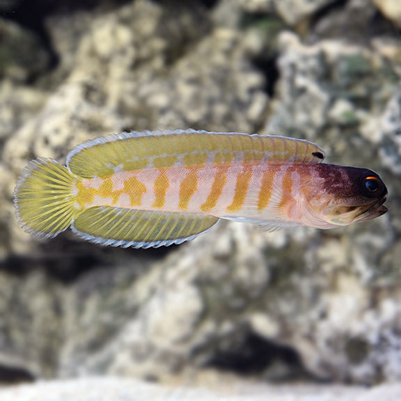 Jawfish, Black Cap - Opistognathus randalli