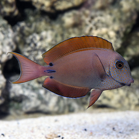 Lavender Tang - Acanthurus nigrofuscus