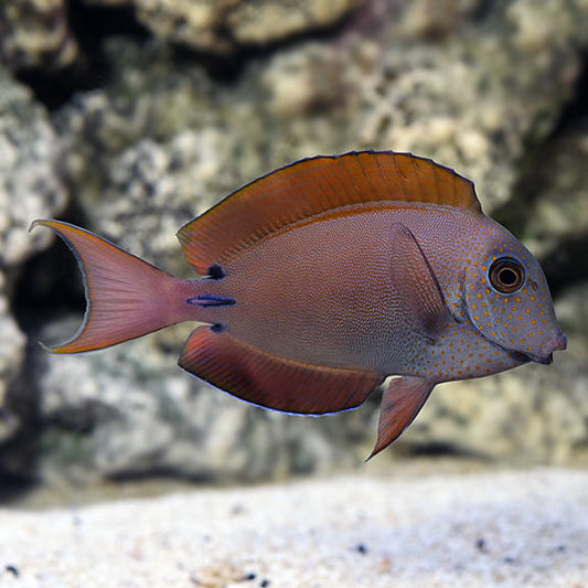 Lavender Tang - Acanthurus nigrofuscus