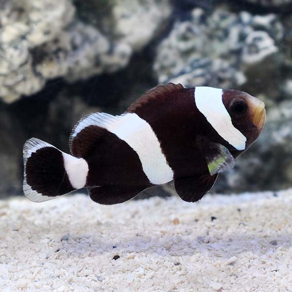 Black Saddleback Clownfish - Amphiprion polymnus