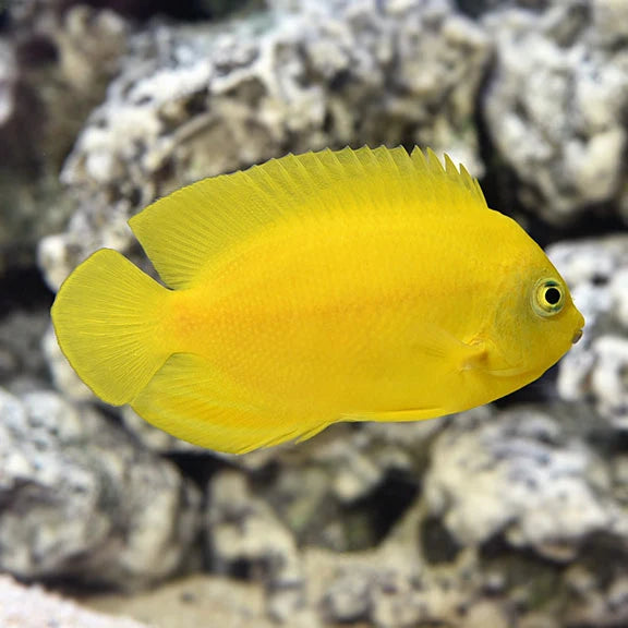 Yellow Angelfish - Centropyge heraldi