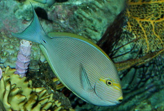Mata Tang - Acanthurus mata