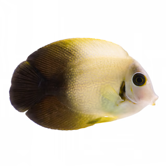 Mimic Tang Half Black - Acanthurus Chronixis