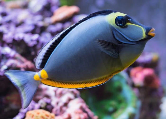 Naso Tang - Naso lituratus