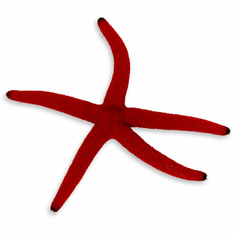 Orange Linckia Starfish - Linckia laevigata