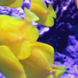 Yellow Tang - Zebrasoma flavescens - Biota Captive Bred