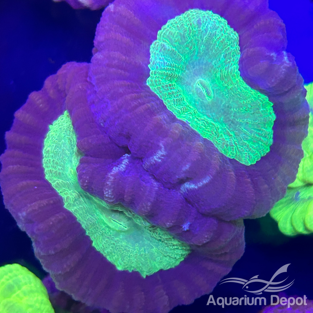Bi-Colour Candy Cane Coral (Caulastrea furcata)