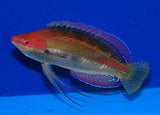 Temminck's Fairy Wrasse - Cirrhilabrus temminckii