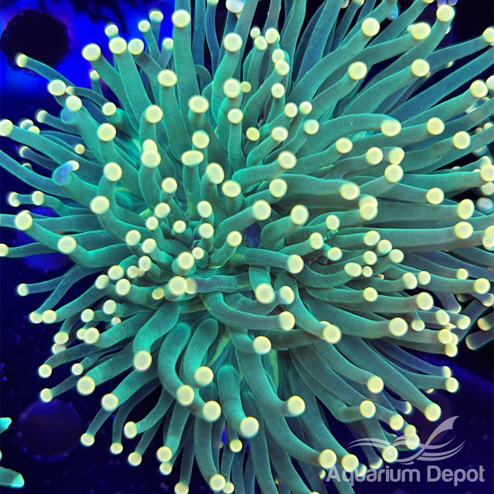 Yellow Tip Green Torch (Euphyllia glabrescens)