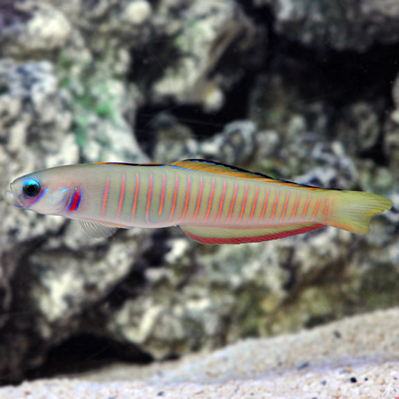 Zebra Barred Dartfish - Ptereleotris zebra