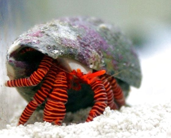 Halloween Hermit Crab - Trizopagurus strigatus