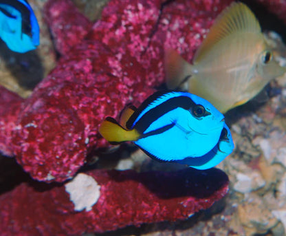 Blue Hippo Tang - Paracanthurus hepatus - Biota Captive Bred