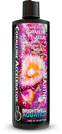 Brightwell Aquatics Coralline Accelerator - 500ml