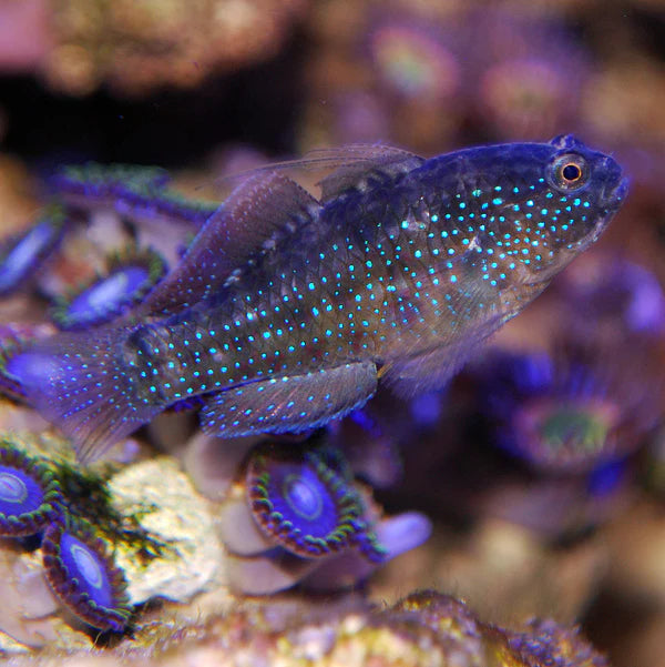 Starry Goby - Asterropteryx semipunctatus - Biota Captive Bred