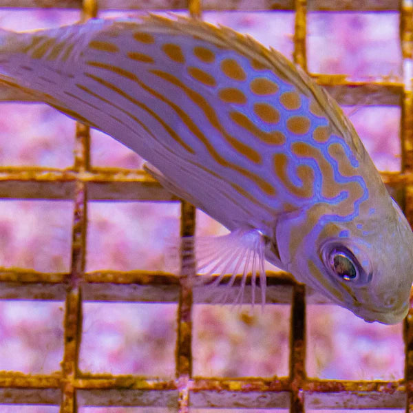 Golden-lined Rabbitfish - Siganus lineatus - Biota Captive Bred