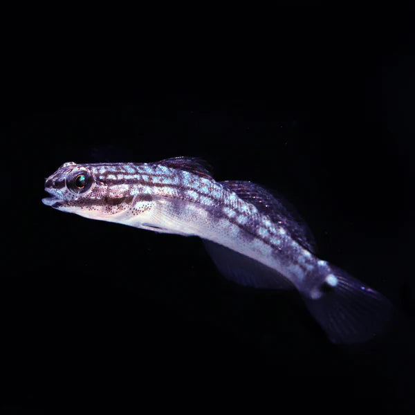 Buan Sleeper Sand Goby - Amblygobius buanensis - Biota Captive Bred