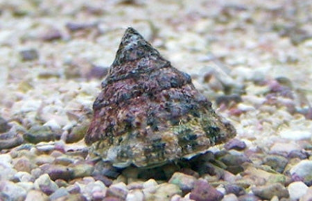 Astraea Turbo Snail (Astraea tecta)