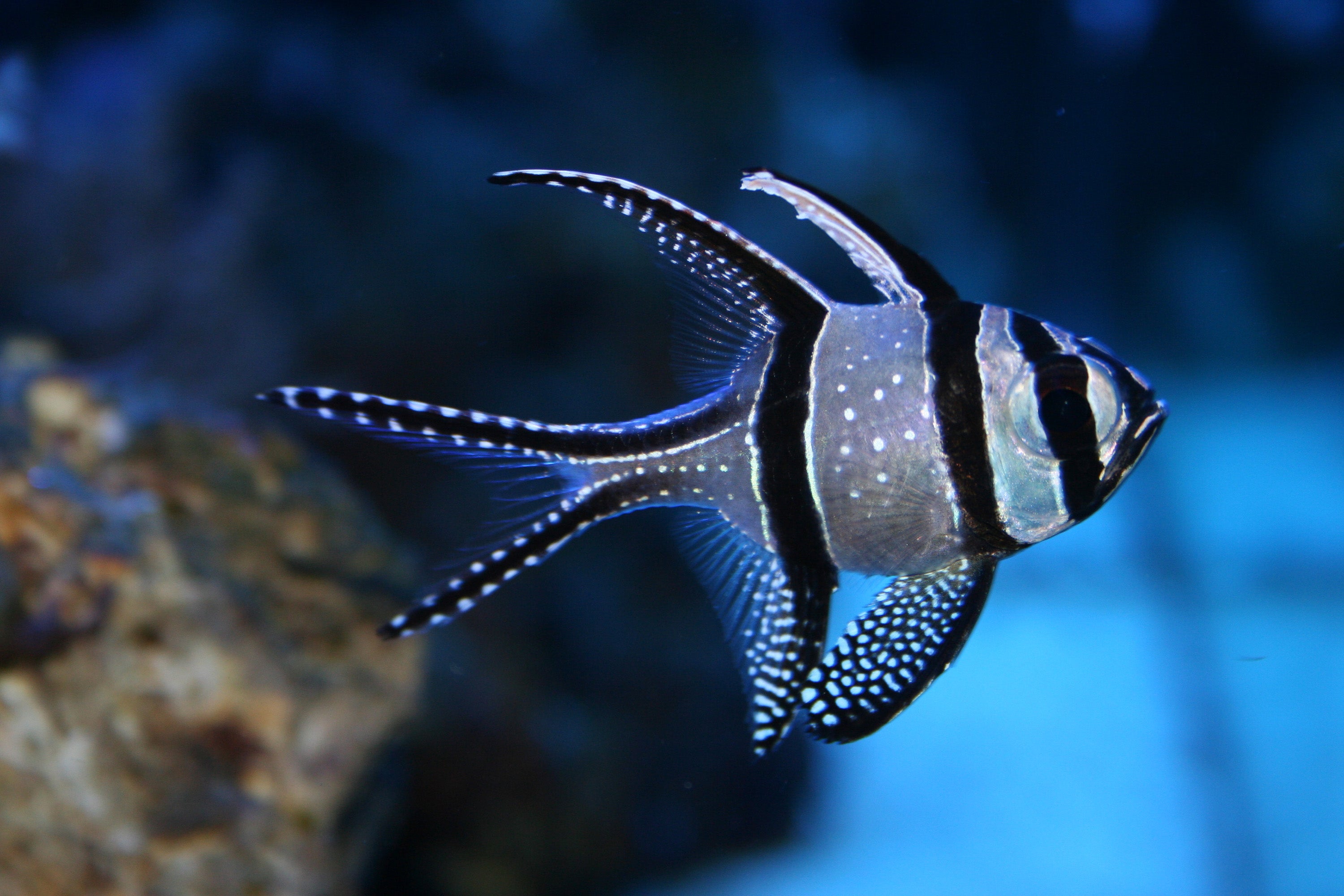 Banggai Cardinalfish - Pterapogon kauderni - Small - 1 to 2"