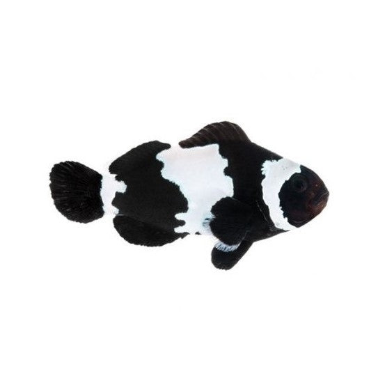 Black Snowflake Ocellaris Clownfish - Captive Bred - Small - 1" to 1.25"