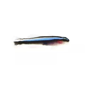 Blue Neon Goby - Captive Bred - Small - 1" to 1.25" - (Elacatinus oceanops)